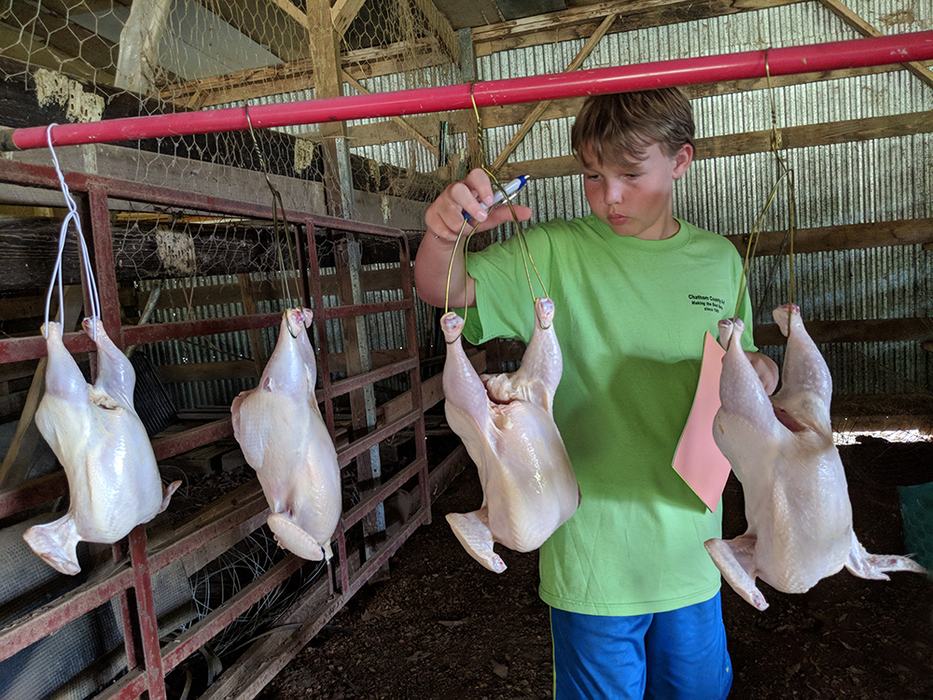 Cole is grading ready-to-cook carcasses. Grade A is best and is what you buy in grocery stores. He has to pick which one is Grade A, B and C – Grades B and C would be cut up and sold as parts.