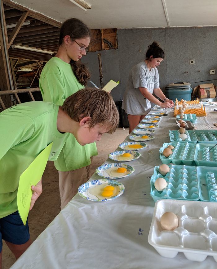 Cole and Emily evaluate the interior quality of the eggs.