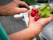 Hands holding a small bunch of radishes with leaves