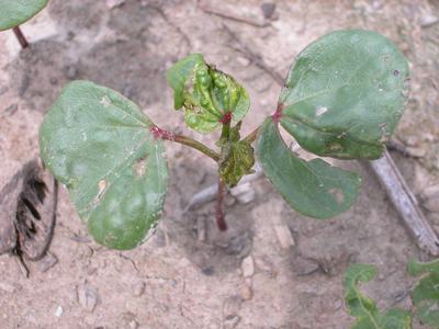 Small seedling with three rounded green leaves, central leaf curled and distorted, on dry soil
