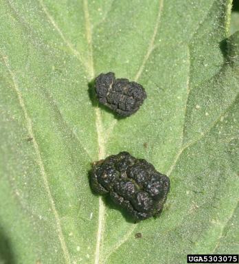 hornworm frass