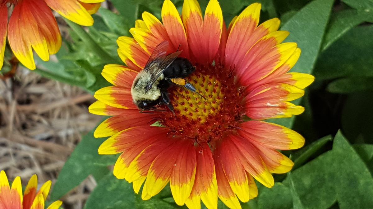 Bee on a Flower