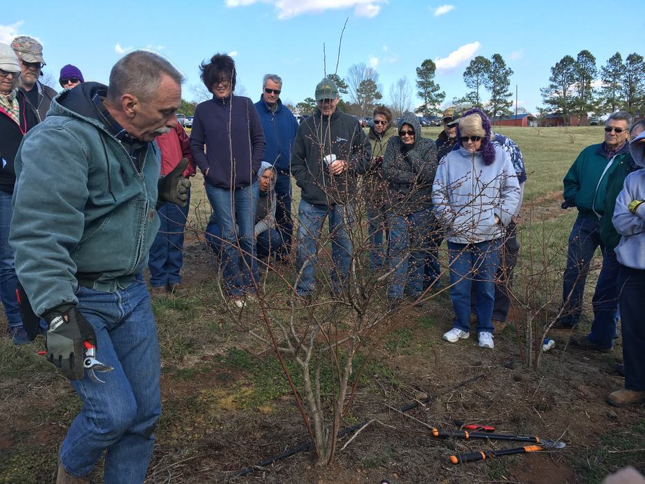 Blueberry pruning