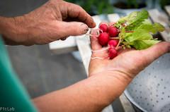 radishes