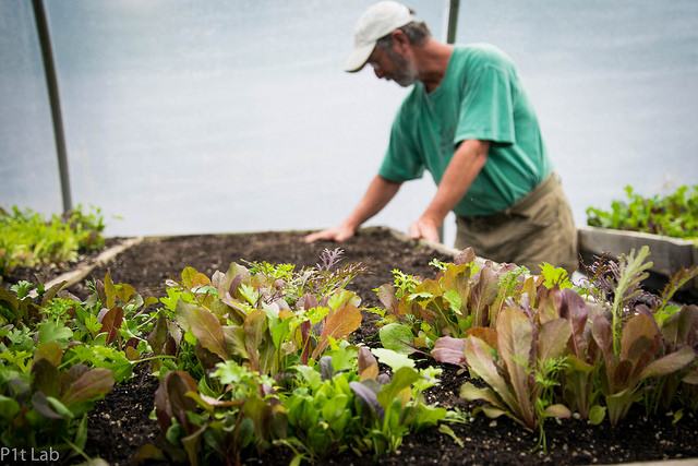man and garden