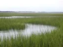 Salt marsh with tall green grasses and shallow tidal channels leading to a distant shoreline