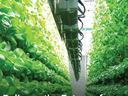 Vertical Farming