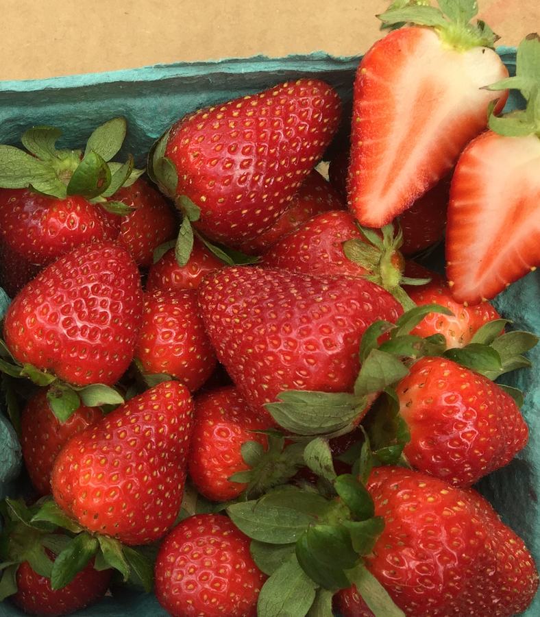 Pictures of NCS 10-038 strawberries