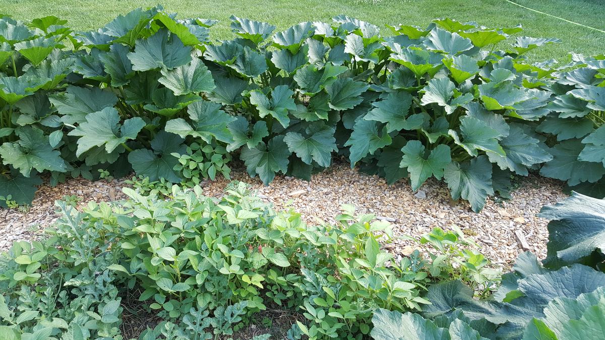 path between vegetable beds with no border