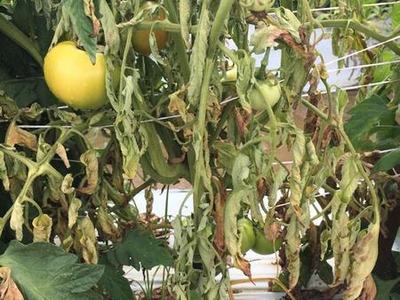 southern blight on tomato