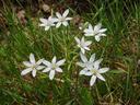 Star of Bethlehem flower
