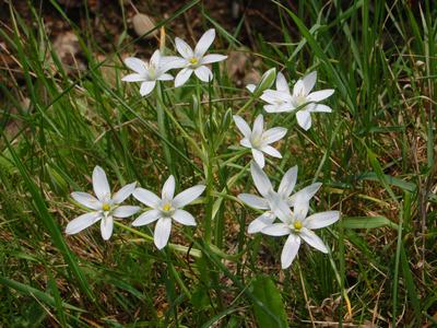 Star of Bethlehem flower