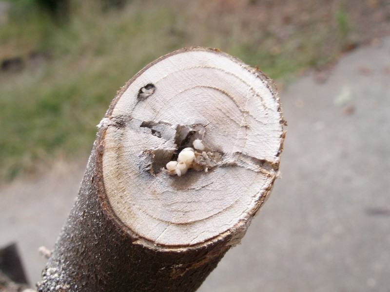 Ambrosia beetle larvae feed on ambrosia fungus