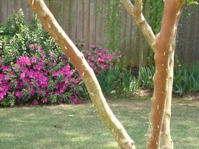 Ambrosia beetles drill into plants pushing out sawdust