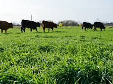 Five cows walking across a green pasture under a clear sky