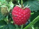 Ripe red raspberry on stem with two small wasps on its surface