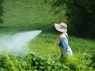 Person wearing hat and neck covering spraying liquid over green crop field with handheld sprayer