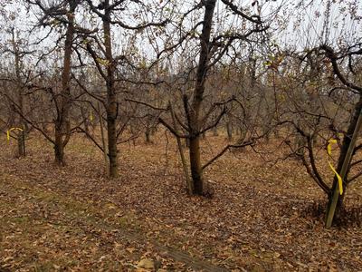 Leaves with overwintering apple scab and Glomerella leaf spot fungi