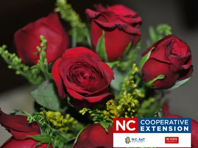 Rose Arrangement