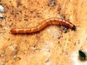 Wireworm