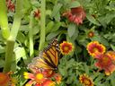 Monarch butterfly on gallardia