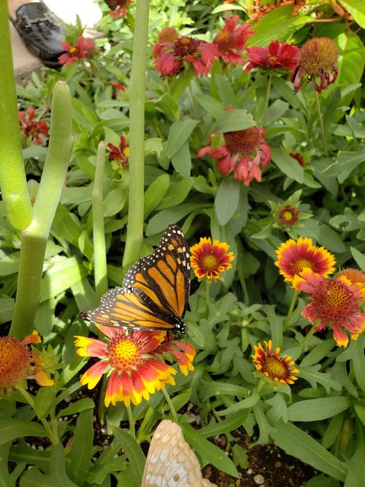 Monarch butterfly on gallardia