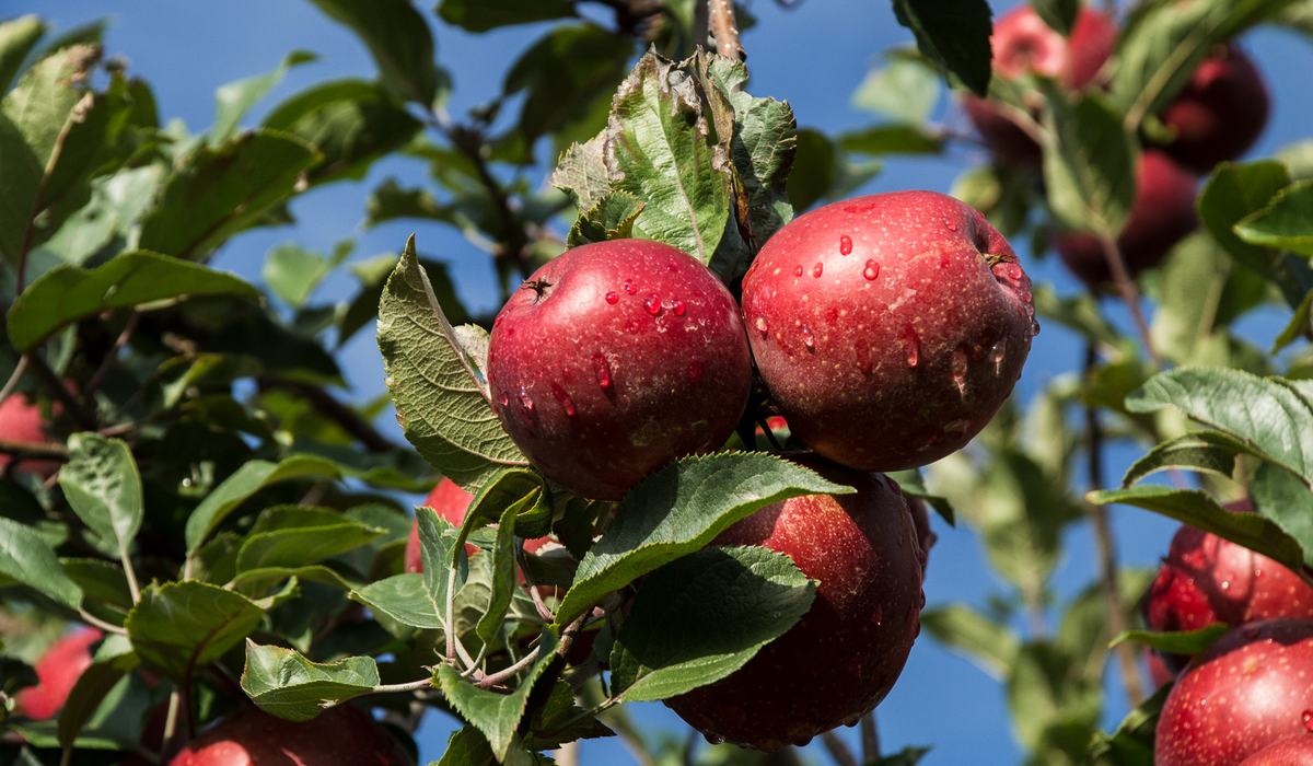 Apple Trees Are Mysteriously Dying All Across America - Integrated Pest ...