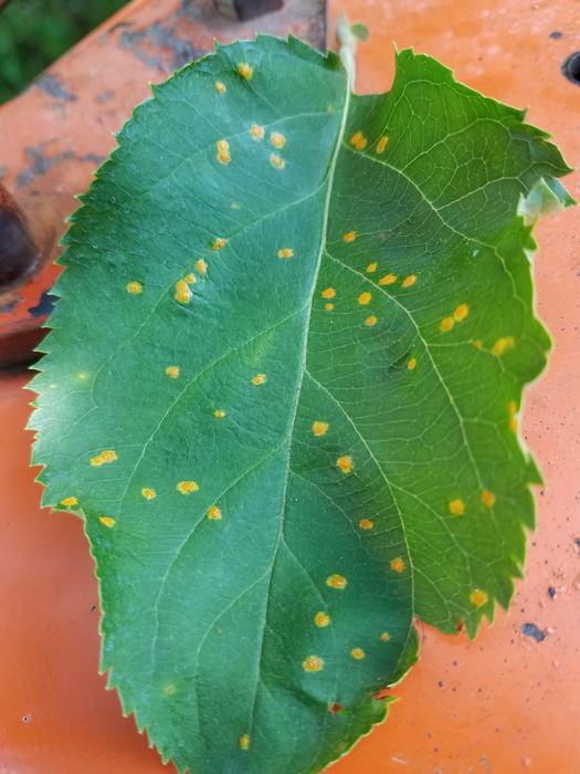 cedar apple rust on leaf