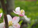 Pink and white blossom showing stamens and a water droplet on a petal