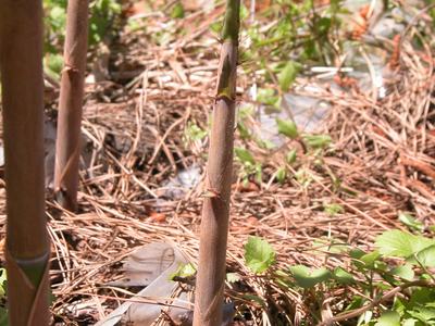 a young bamboo shoot emerging from the ground
