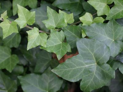dark green larger old leaf and new light green growth