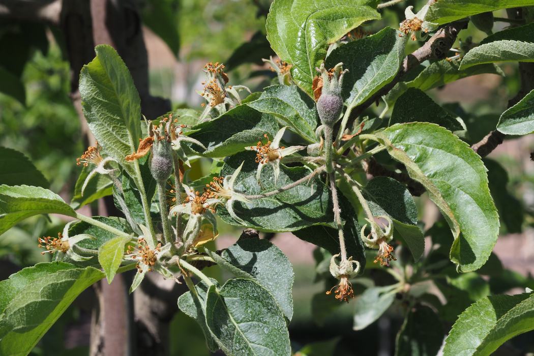 fruit set after thinning