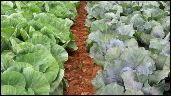 Rows of Cabbage