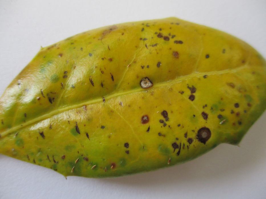 damaged leaf