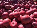 Pile of red apples filling the frame, some in sunlight