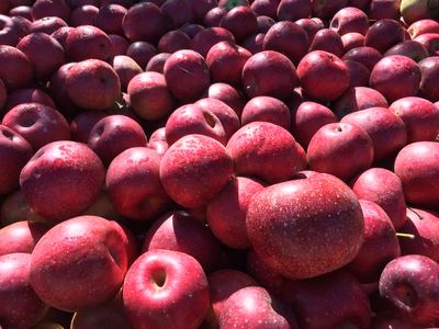 Pile of red apples filling the frame, some in sunlight