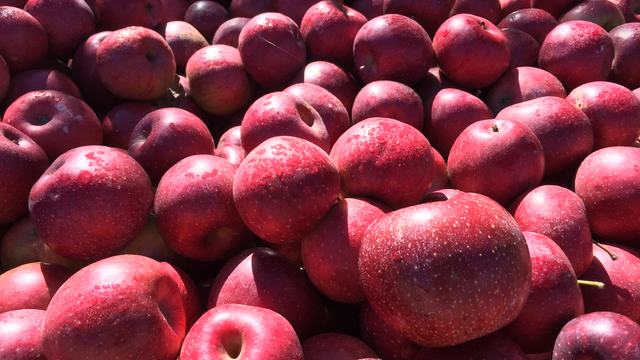 Pile of red apples filling the frame, some in sunlight