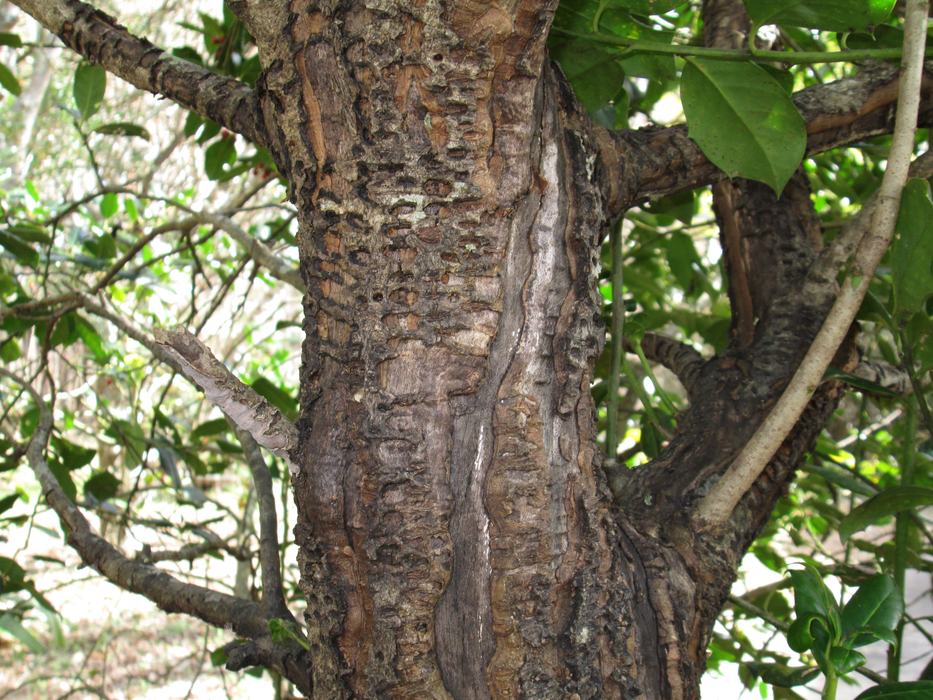 tree