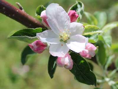 Honey bees aren’t the only pollinators of apple flowers: bumble bees, sweat bees, mason bees and many other species do, too—and the more the better