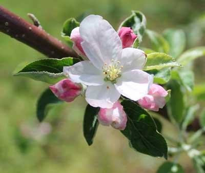 Honey bees aren’t the only pollinators of apple flowers: bumble bees, sweat bees, mason bees and many other species do, too—and the more the better
