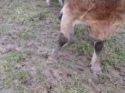 Muddy cow feet