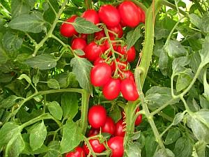 NC 4 grape tomatoes