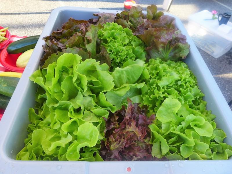 Lettuce