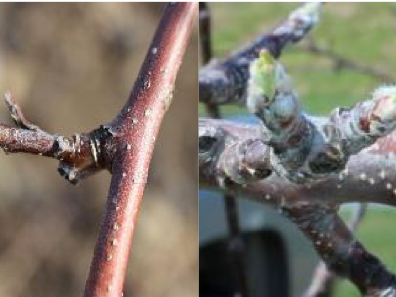 Silver Tip and Green Tip Photographs