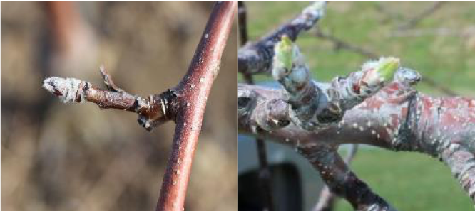 Silver Tip and Green Tip Photographs