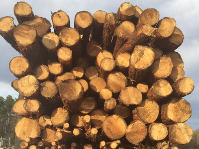 Stacked cut logs with visible growth rings loaded on a truck
