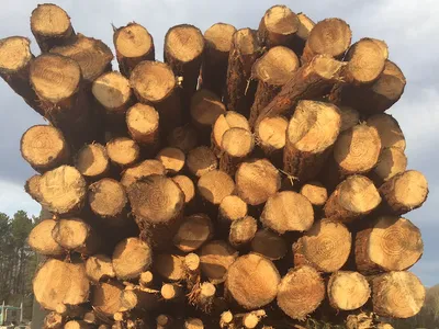 Stacked cut logs with visible growth rings loaded on a truck