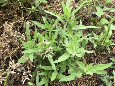 Cutleaf eveningprimrose (pictured) is a common weed encountered preplant burndown.