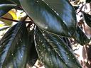 False oleander scale on Magnolia grandiflora. Photo: SD Frank