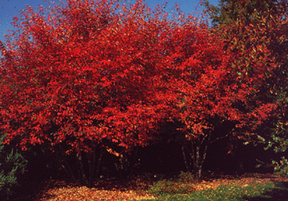 Three-Season Interest With Serviceberry in Your Landscape - Stanly ...